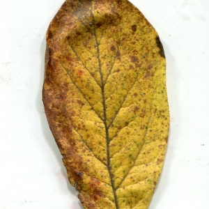 Photographie n°1009792 du taxon Mespilus germanica L. [1753]