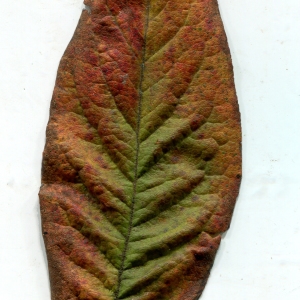 Photographie n°1009795 du taxon Mespilus germanica L. [1753]