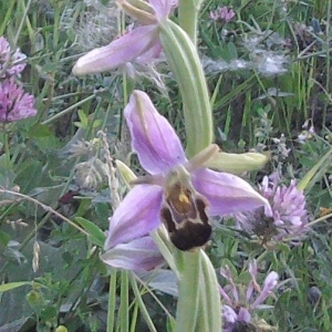 Photographie n°1009930 du taxon Ophrys apifera var. aurita Moggr. [1869]