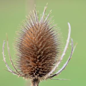 Photographie n°1010075 du taxon Dipsacus fullonum L. [1753]