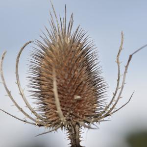 Photographie n°1010079 du taxon Dipsacus fullonum L. [1753]