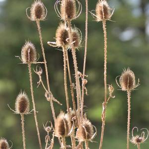 Photographie n°1010083 du taxon Dipsacus fullonum L. [1753]