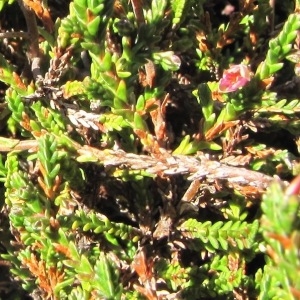 Photographie n°1010163 du taxon Calluna vulgaris (L.) Hull [1808]