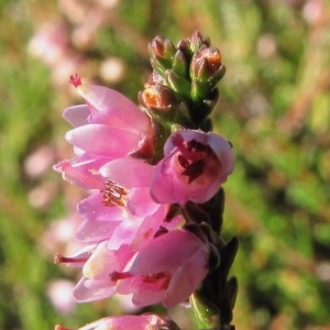 Photographie n°1010164 du taxon Calluna vulgaris (L.) Hull [1808]