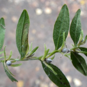 Photographie n°1010386 du taxon Lithospermum officinale L. [1753]