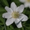  Barbara Mai - Anemone nemorosa L. [1753]