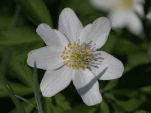 Barbara Mai, le 30 mars 2012 (35520 Melesse, France (Beaucé))