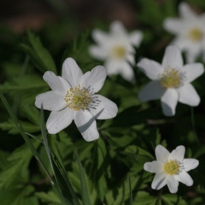 Photographie n°1010436 du taxon Anemone nemorosa L. [1753]