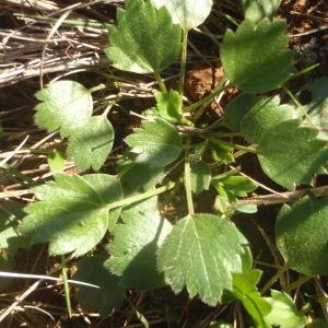 Photographie n°1010462 du taxon Ranunculus paludosus Poir. [1789]