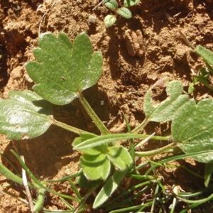 Photographie n°1010464 du taxon Ranunculus paludosus Poir. [1789]