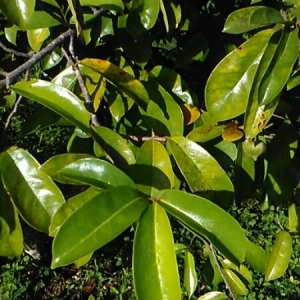 Photographie n°1010521 du taxon Annona muricata L.