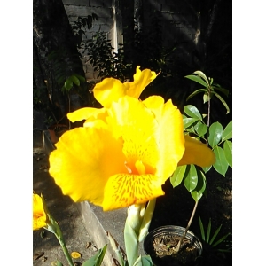 Canna indica L. (Balisier à chapelet)