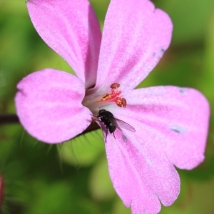 Photographie n°1010565 du taxon Geranium robertianum L. [1753]