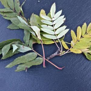 Photographie n°1011046 du taxon Sorbus domestica L. [1753]