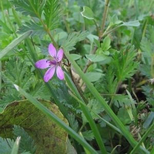 Photographie n°1011096 du taxon Erodium cicutarium (L.) L'Hér.