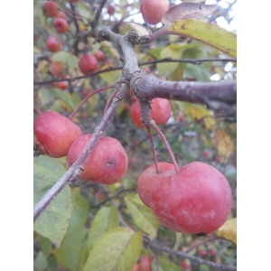 Malus floribunda Siebold ex Van Houtte (Pommier du Japon)