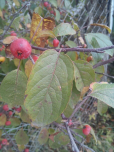 Eric Verna, le 13 novembre 2016 (Cergy)