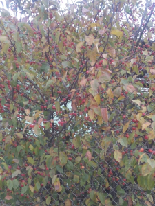 Eric Verna, le 13 novembre 2016 (Cergy)