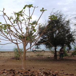  - Ficus platyphylla Delile