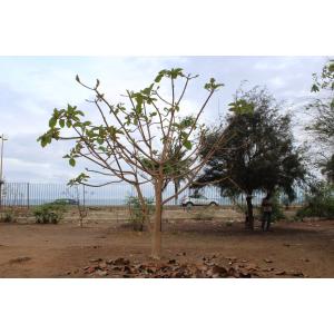 Ficus platyphylla Delile