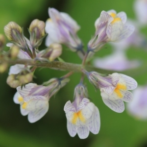 Photographie n°1012123 du taxon Linaria repens (L.) Mill. [1768]