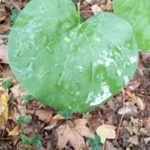 Photographie n°1012134 du taxon Cercis siliquastrum L. [1753]