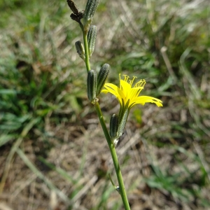 Photographie n°1012167 du taxon Chondrilla juncea L. [1753]