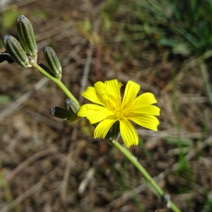 Photographie n°1012168 du taxon Chondrilla juncea L. [1753]