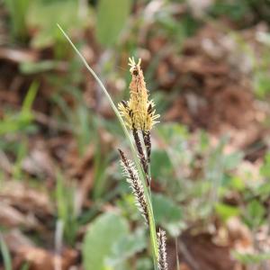 Photographie n°1012285 du taxon Carex flacca Schreb. [1771]