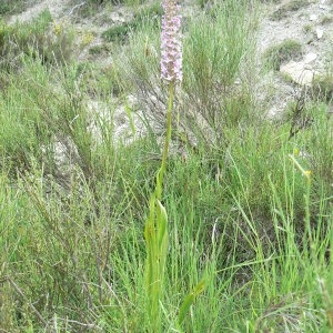 Photographie n°1012759 du taxon Gymnadenia conopsea (L.) R.Br. [1813]