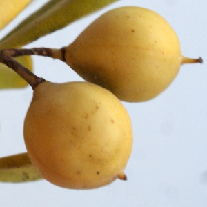 Photographie n°1013067 du taxon Pittosporum tobira (Thunb.) W.T.Aiton [1811]