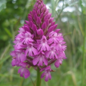 Photographie n°1013270 du taxon Anacamptis pyramidalis (L.) Rich. [1817]