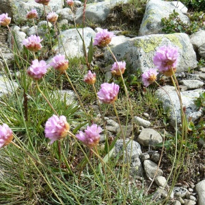 Photographie n°1013334 du taxon Armeria alpina Willd. [1809]