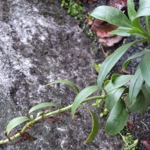 Photographie n°1013379 du taxon Centranthus ruber (L.) DC. [1805]