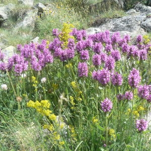 Photographie n°1013942 du taxon Stachys officinalis (L.) Trévis. [1842]