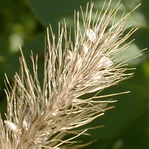 Photographie n°1013991 du taxon Setaria italica (L.) P.Beauv.