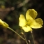  Liliane Roubaudi - Diplotaxis tenuifolia (L.) DC. [1821]