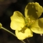  Liliane Roubaudi - Diplotaxis tenuifolia (L.) DC. [1821]