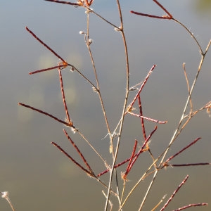 Photographie n°1014289 du taxon Lotus angustissimus L. [1753]
