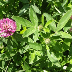 Photographie n°1014480 du taxon Trifolium medium L. [1759]