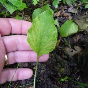 Photographie n°1014483 du taxon Doronicum L. [1753]