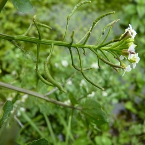 Photographie n°1014517 du taxon Nasturtium officinale R.Br. [1812]