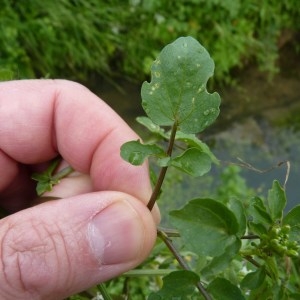 Photographie n°1014518 du taxon Nasturtium officinale R.Br. [1812]