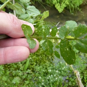 Photographie n°1014520 du taxon Nasturtium officinale R.Br. [1812]