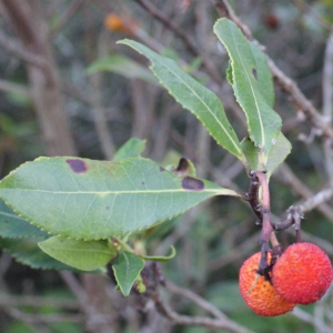 Photographie n°1014691 du taxon Arbutus unedo L. [1753]