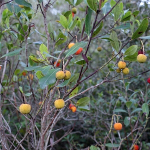 Photographie n°1014694 du taxon Arbutus unedo L. [1753]