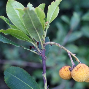 Photographie n°1014696 du taxon Arbutus unedo L. [1753]