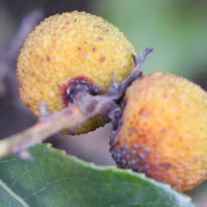 Photographie n°1014700 du taxon Arbutus unedo L. [1753]