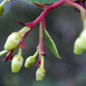 Photographie n°1014727 du taxon Arbutus unedo L. [1753]