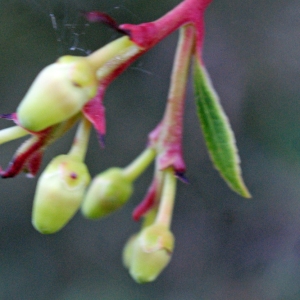 Photographie n°1014728 du taxon Arbutus unedo L. [1753]